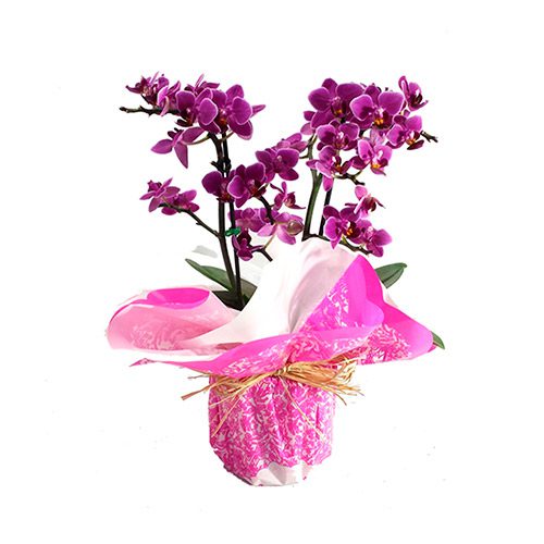 Linda-mini-orquidea-com-2-hastes