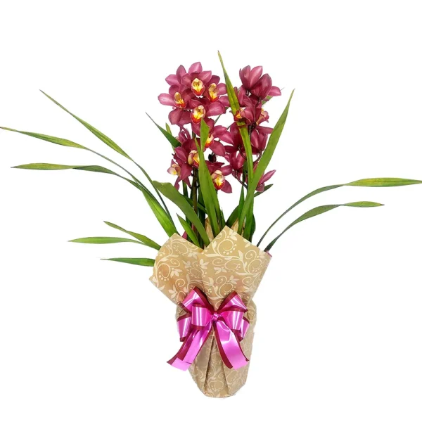 orquidea_cymbidium_rosa_51_2_a37deba1ff60d72b44192e8122d5dc2d