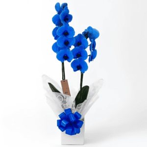 Orquídea Phalaenopsis Azul